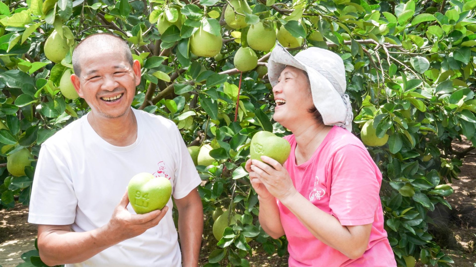 七夕情人節送禮表心意首選 八里心型柚限量400顆開賣