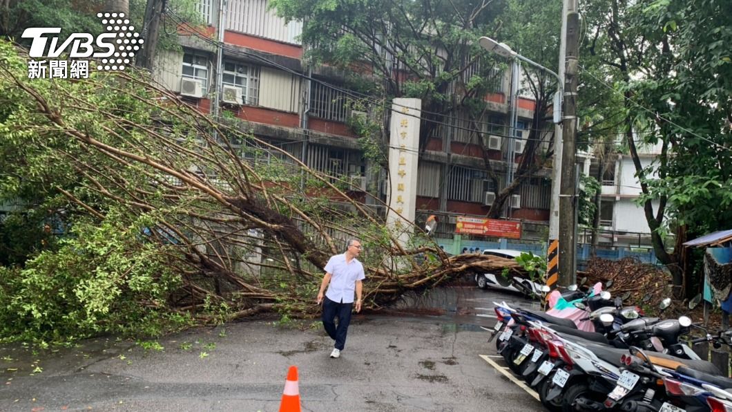 雙北大雷雨！新店10米高路樹橫躺國中校門口　壓到電纜線垂落
