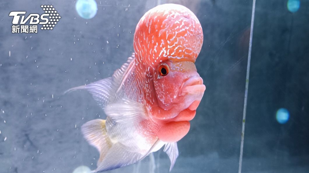 路上一堆「羅漢魚造型」！妹子超愛戴整天　網酸：隨便又沒禮貌