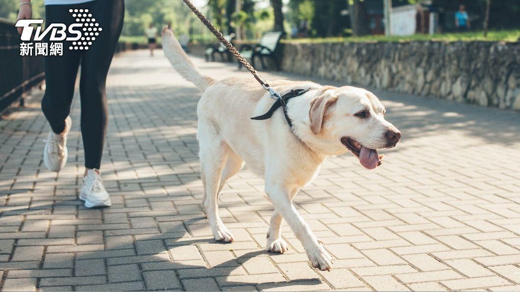 種犬退休何處去?日本犬舍養不起 爆棄養潮