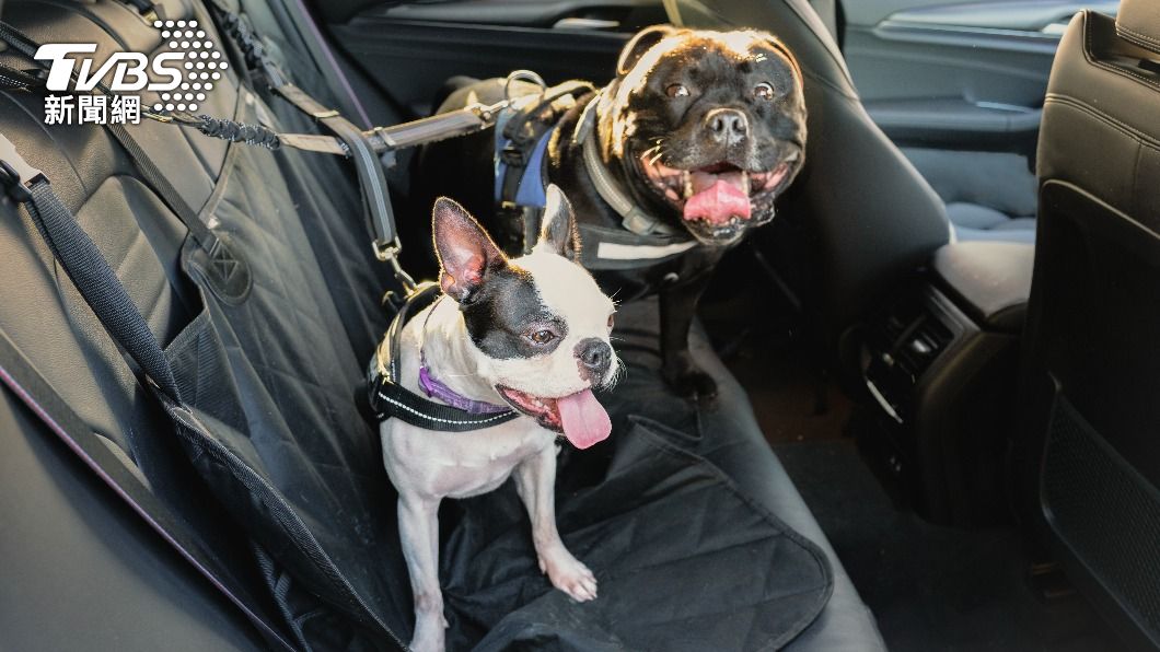 把毛孩留在不通風的車內容易中暑。(示意圖/shutterstock達志影像)