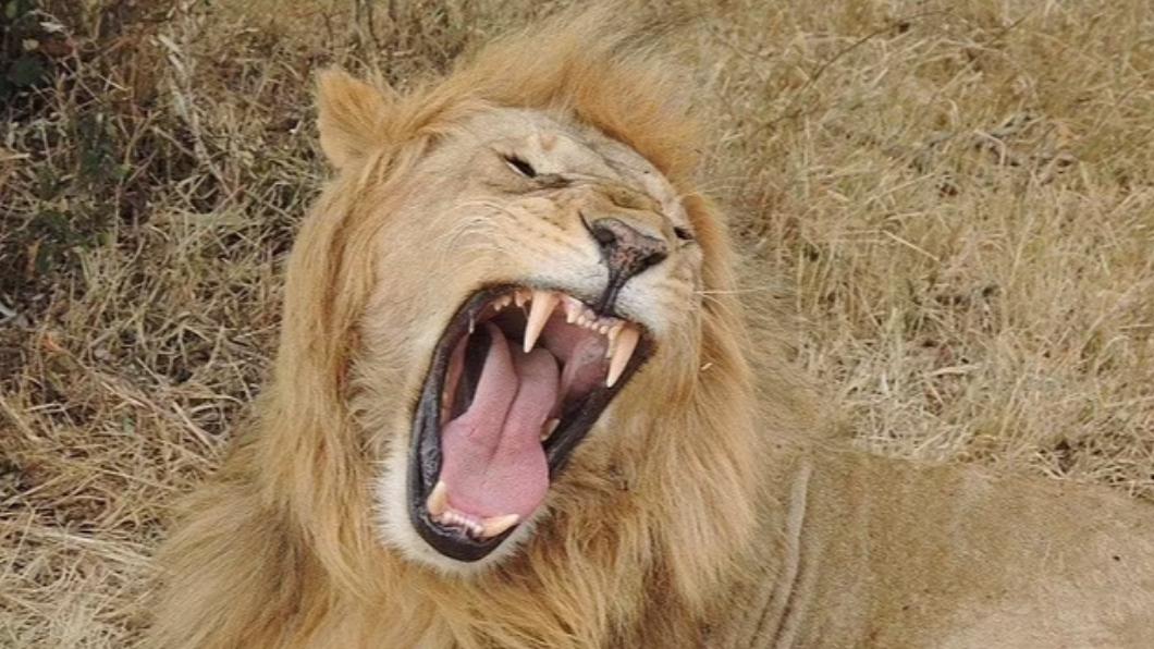 南非動物保護區獅子襲人!男員工頭皮被扯、腿骨變形慘死