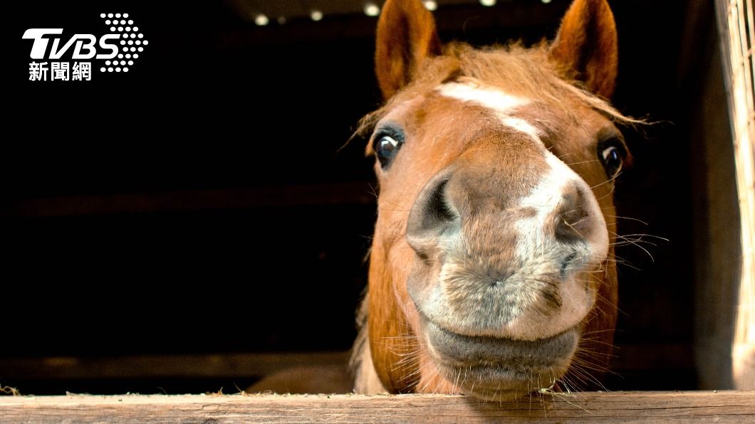 馬場主人透露該匹母馬並未受傷。（示意圖／Shutterstock達志影像）