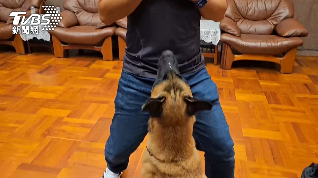 擁6年經驗!訓犬師帶「牧羊犬Eli」挺進世界盃