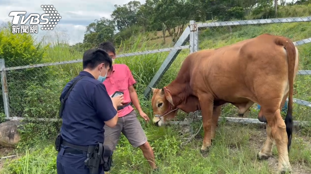 員警聯絡飼主將牛隻帶回。（圖／警方提供）