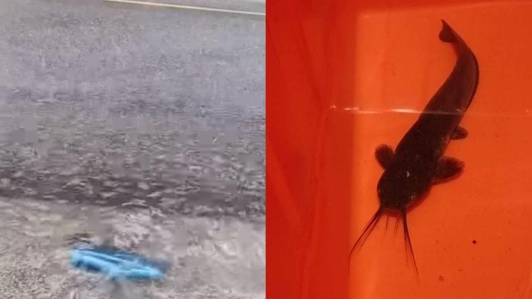 午後雷雨襲新莊!家門掃水「撈到大魚」 網笑翻:藥膳好吃