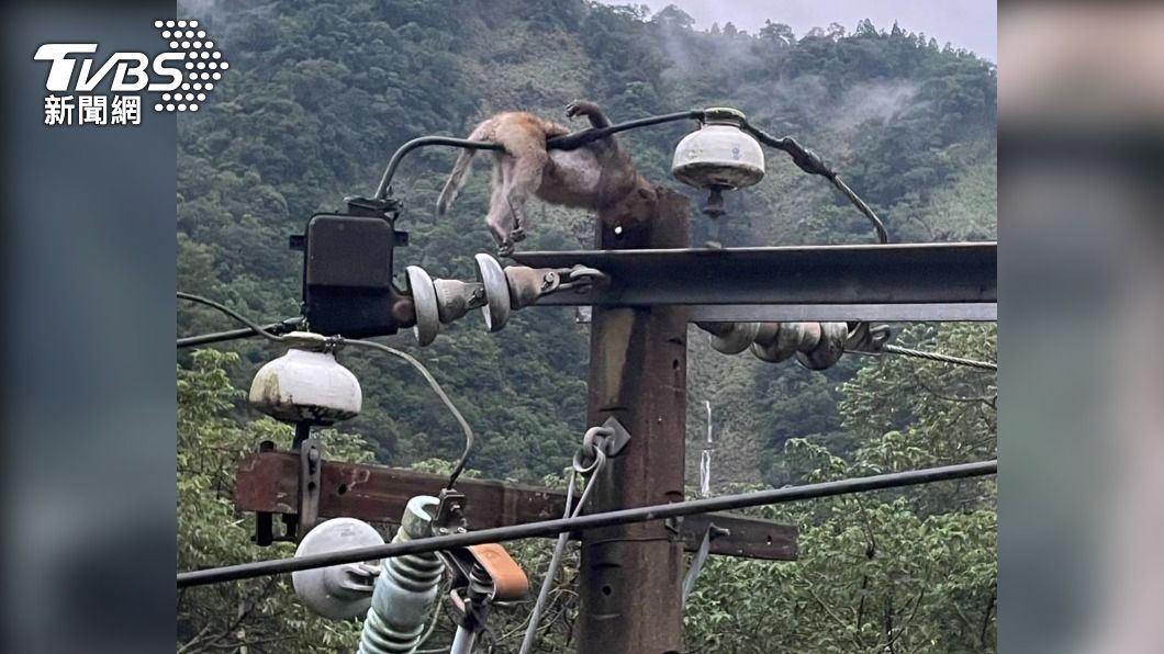 南庄鄉鹿場突黑一片!獼猴誤觸慘遭高壓電死「掛」電桿上