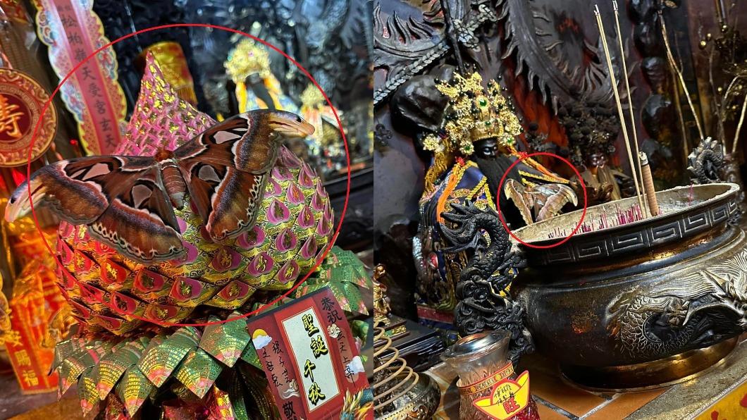 蛇頭蛾出現可能是向帝爺公道別,或給信眾祝福。(圖/翻攝自松柏嶺天受宮北極玄天上帝臉書)