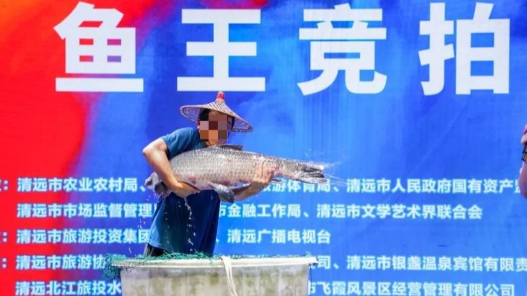 神秘買家競標20公斤「魚王」狂撒百萬! 下秒竟喊放生