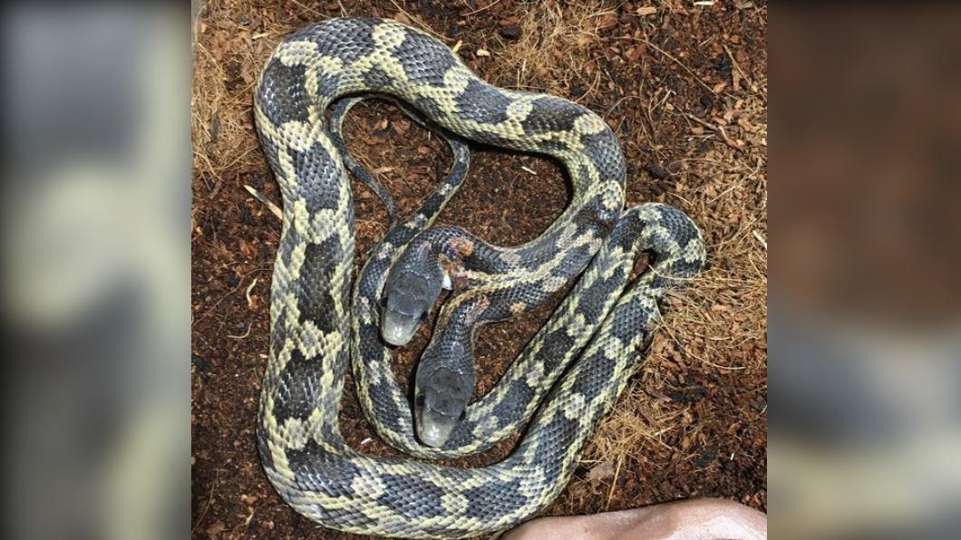 2顆頭都有主見，但「右腦更具主導性」。（圖／翻攝自 FB＠Cameron Park Zoo）
