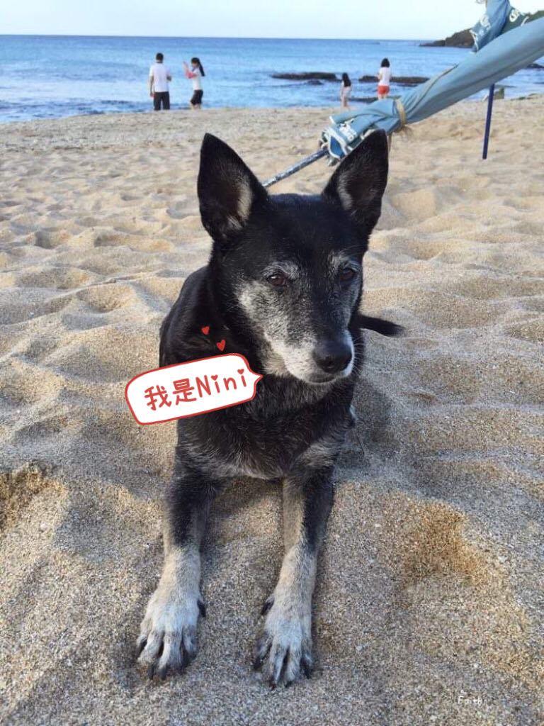 Nini的離開成了刻骨銘心的遺憾,也讓2月14日成了永生難忘的情人節。(圖/Faith提供)