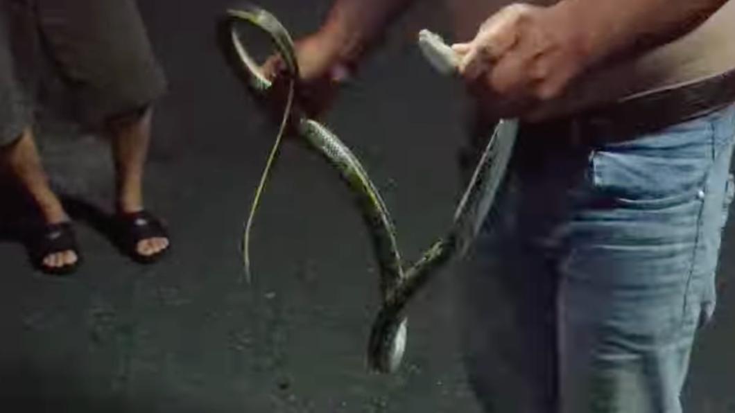 從該條蛇身上並無發現燒焦痕跡。(圖/翻攝自南投人聊天室2.0)