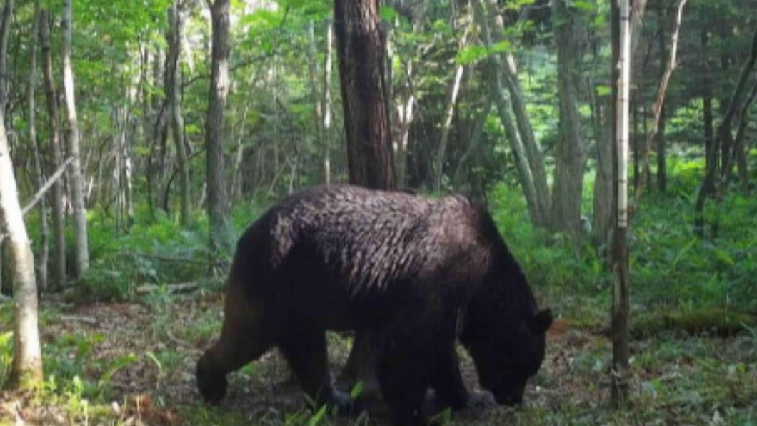 北海道乳牛殺手逃逸四年!「嗜血巨熊」證實成功遭獵殺