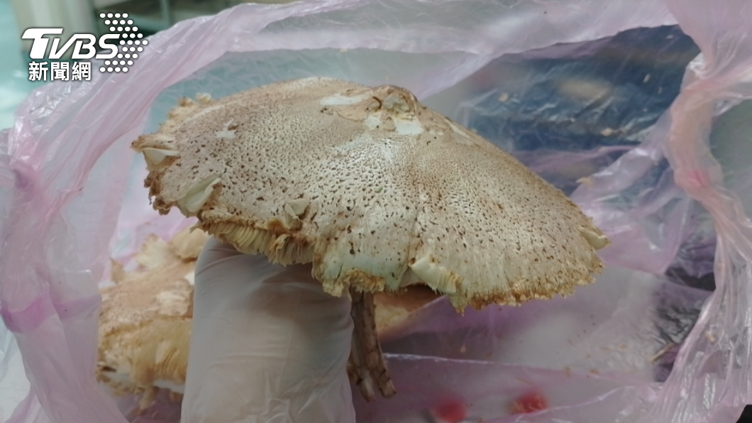 最會惹事毒菇?不是綠褶菇惹事而是人惹了毒菇