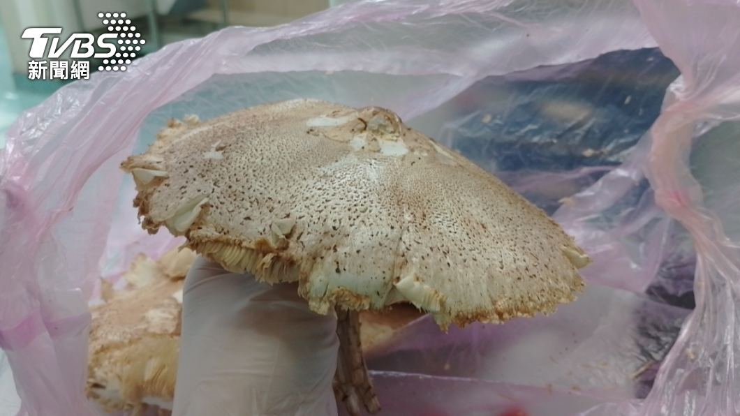 路邊的野菇不要採!台中婦誤食「惹事毒菇」 竟休克狂吐