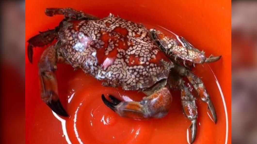 吃一口就往生!澎湖捕獲「世界最毒蟹」 1隻可毒死500人