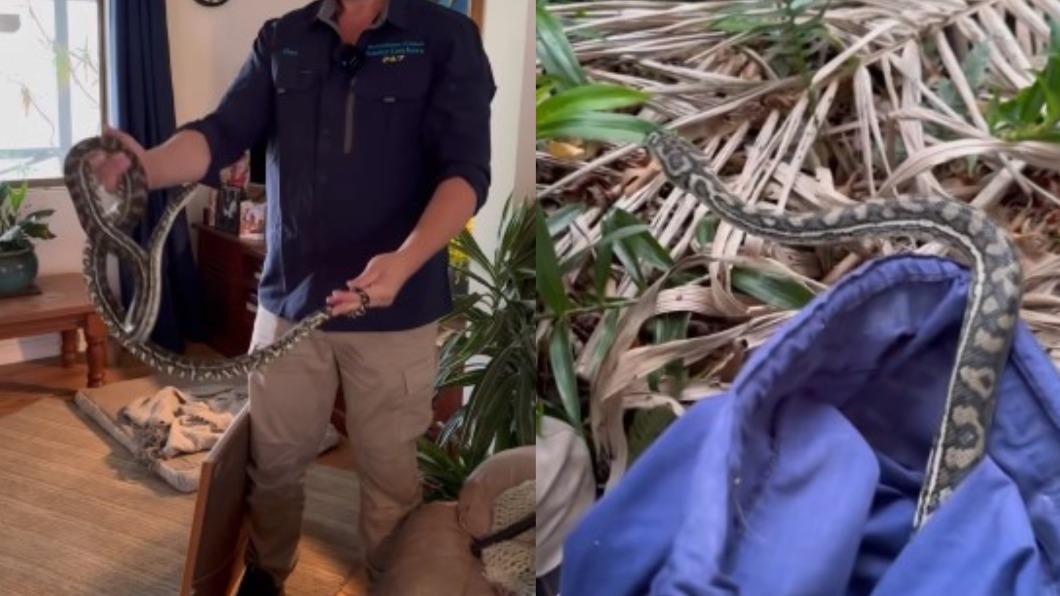 捕蛇達人將肇事者「逮捕」後野放樹林。(圖/翻攝自@Sunshine Coast Snake Catchers 24/7 Facebook)