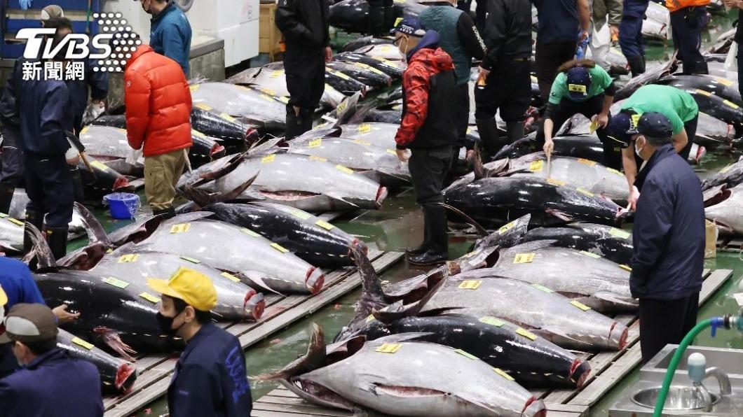 身為食物鏈上層的黑鮪魚,專家建議在核廢水排放後,民眾應減少食用。(圖/達志影像美聯社)
