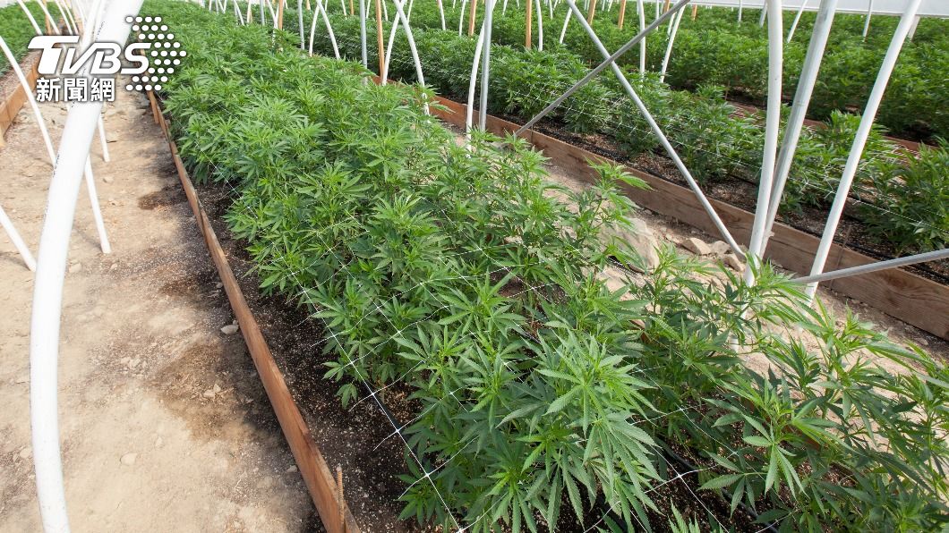 路邊撿800顆種子！苗栗衰伯回家種「長出大麻」　阿北出事了