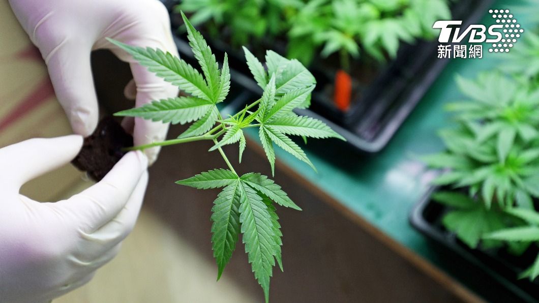 警方來家中查驗,證實栽種植物為大麻。(示意圖/shutterstock達志影像)