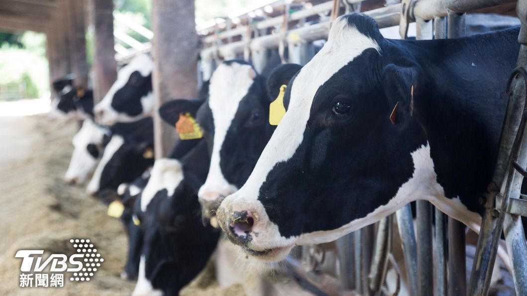 生育力、產乳量恐降低!溫室氣體持續排放 10億乳牛受威脅
