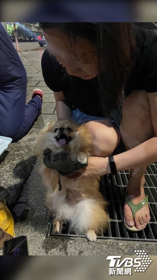 小型犬四肢纖細,踩進路旁排水格柵板受困,有時會發生嚴重傷害,毛小孩家長不得不慎。圖/板橋分局提供