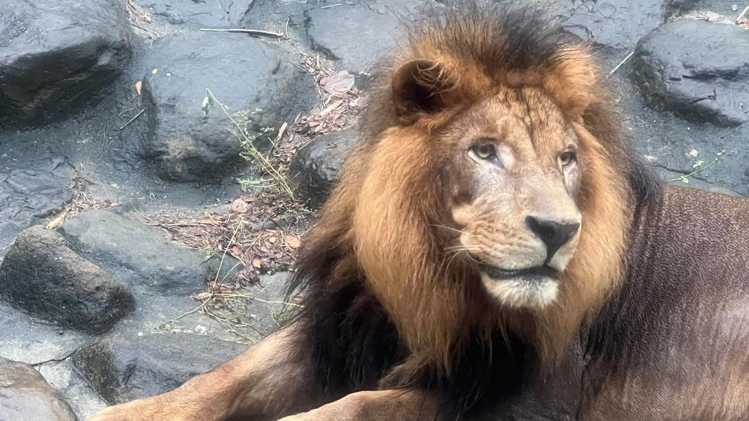 壽山動物園獅吼如提醒下班 園方揭密為同伴間溝通
