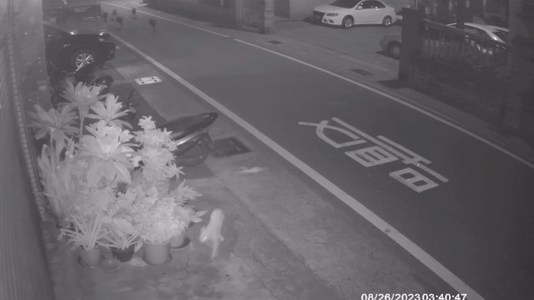 流浪貓遭狗群追殺。（圖／翻攝自臉書「團苑裡串起來」）