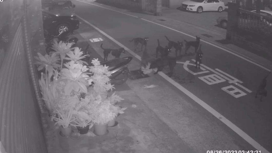 苗栗暗夜獵殺!10流浪狗突衝出 街貓下秒遭咬扯慘死