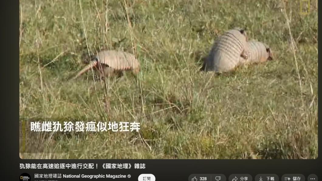 拍攝者目睹一對犰狳在行進中,還能進行交配動作。(圖/翻攝自YouTube國家地理雜誌)