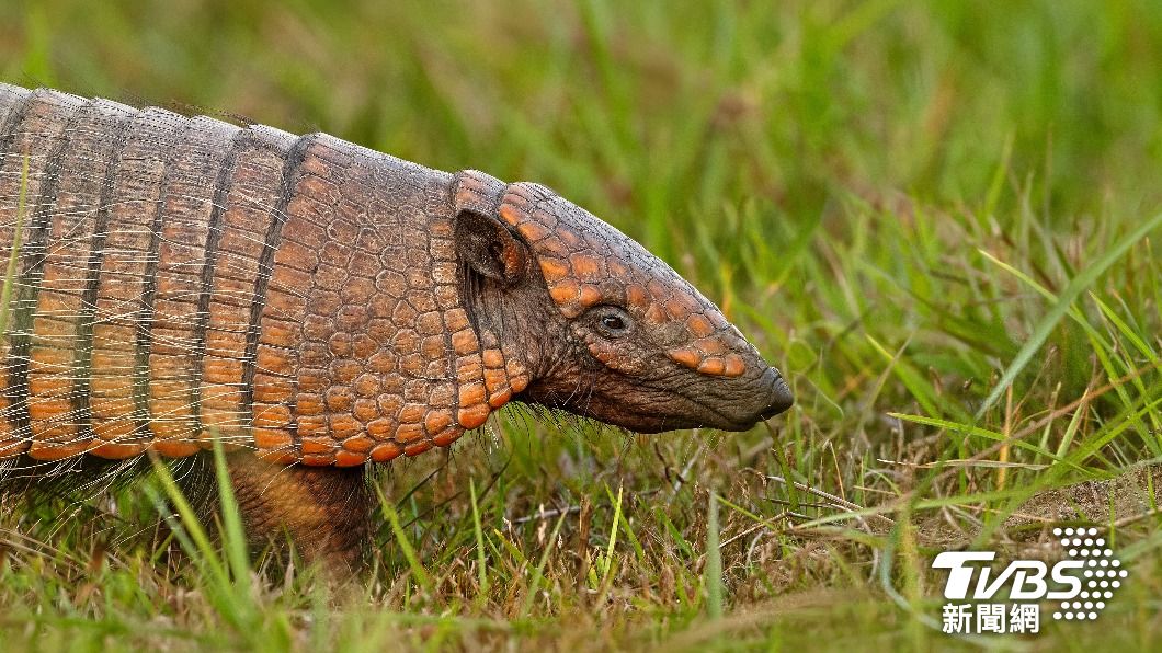 六帶犰狳（six-banded armadillo）。（示意圖，非當事犰狳／shutterstock達志影像）