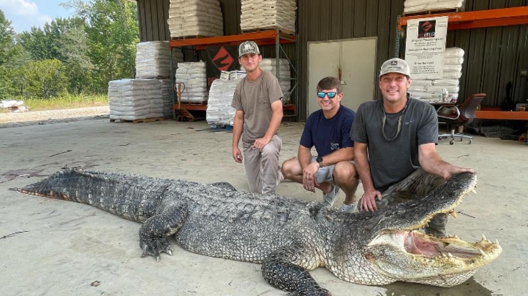 鱷魚體長超過4.3公尺，刷新當地紀錄。（圖／翻攝自Mississippi Department of Wildlife, Fisheries, and Parks Facebook）