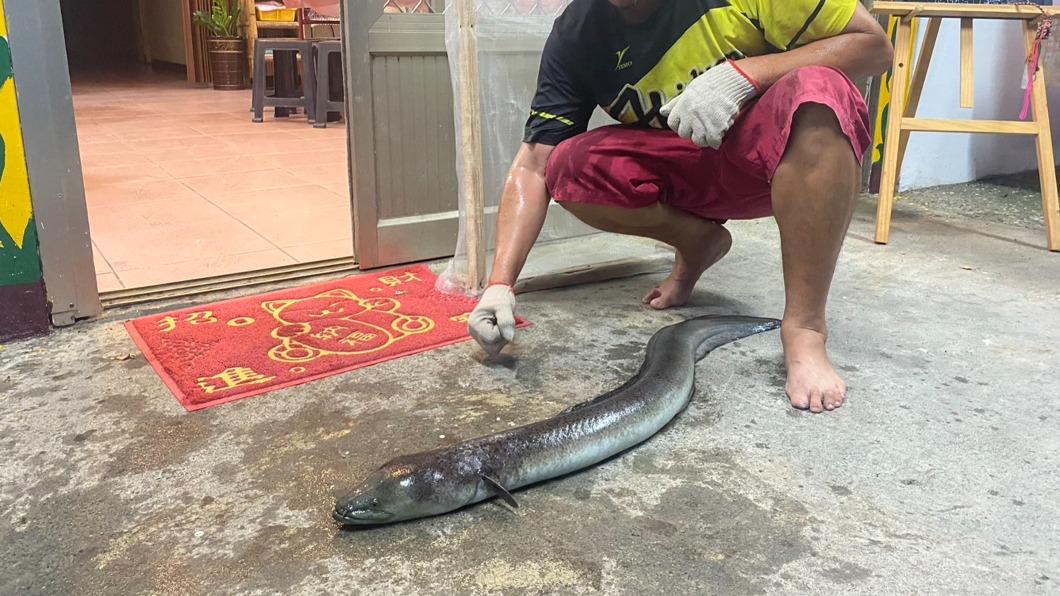 捕獲1.3米「大尾鱸鰻」 台東餐廳老闆一度以為是蟒蛇