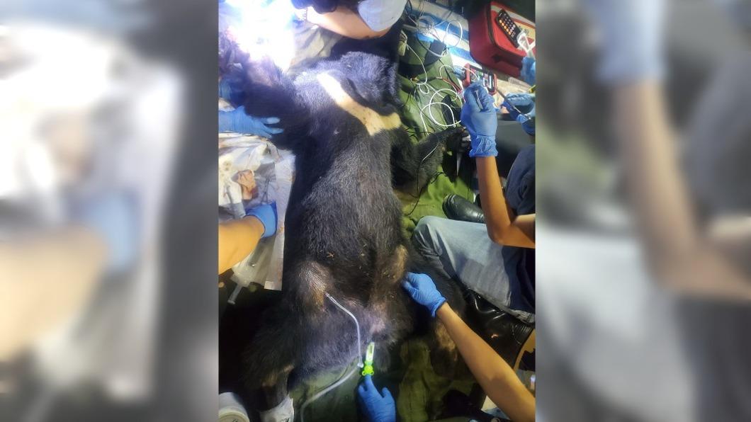黑熊送至東部野生動物救傷中心暫留觀察。(圖/林業及自然保育署花蓮分署提供)
