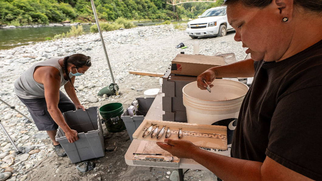 生態破壞! 加州原住民「鮭魚季沒魚吃」重建棲息地