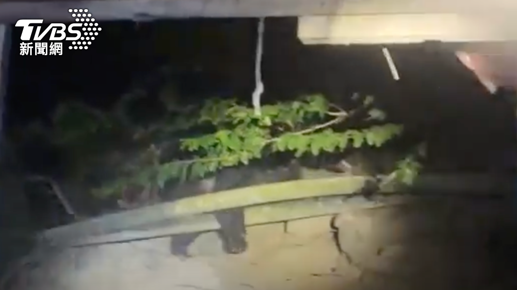 台灣黑熊侵雞舍。(圖/花蓮分署提供)