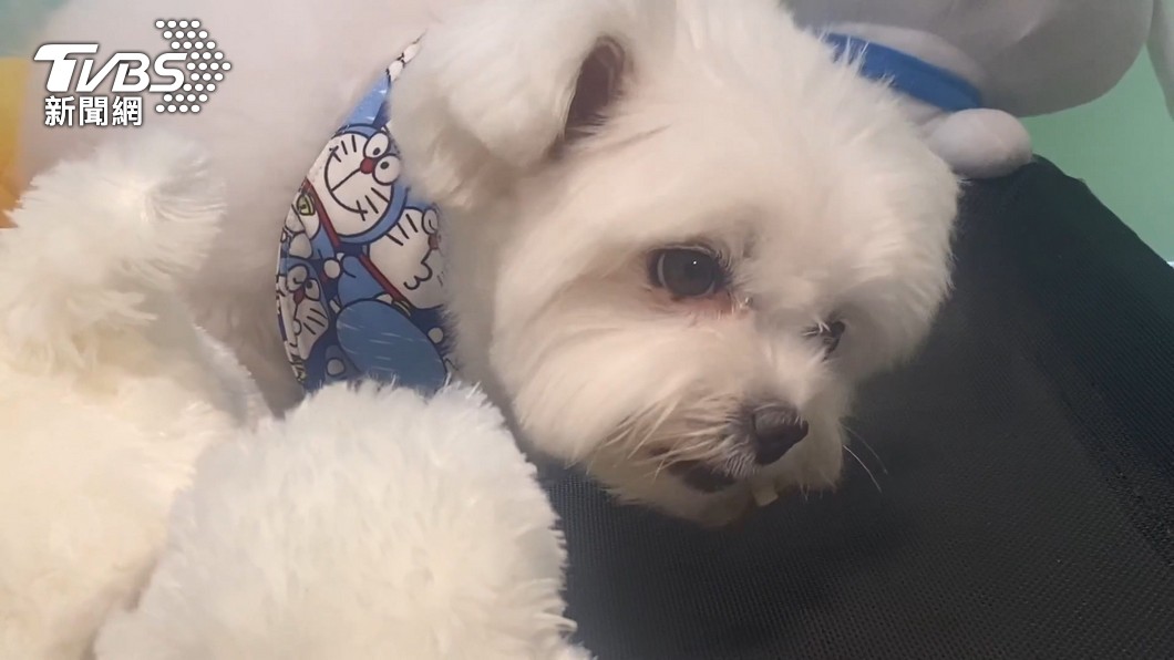 圖/飼主吳小姐授權