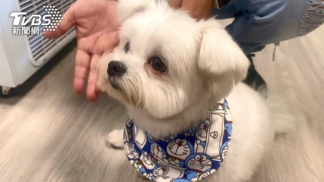 圖/飼主吳小姐授權