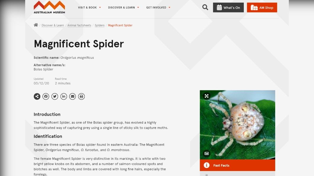 「Magnificent Spider」為澳洲東海岸特殊品種。（圖／翻攝自澳洲博物館官網）