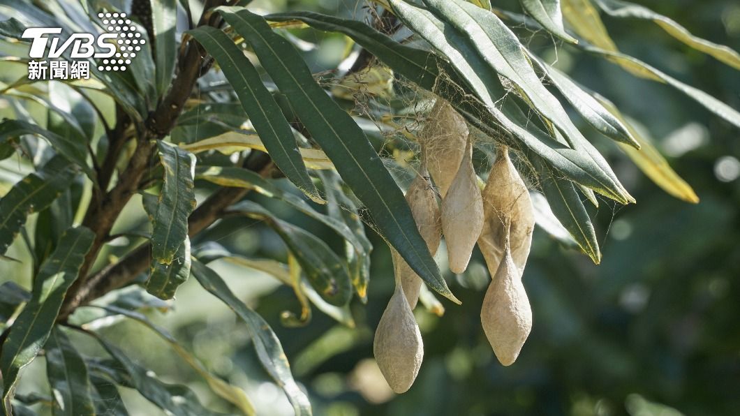 二寶媽驚見「6豆莢掛樹上」 內行急喊別碰:一顆狂炸600蜘蛛