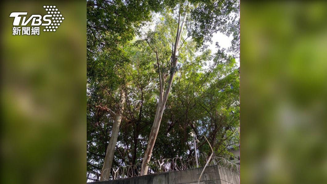 樹幹疑似是從軍營樹木掉落下來的。(圖/TVBS)