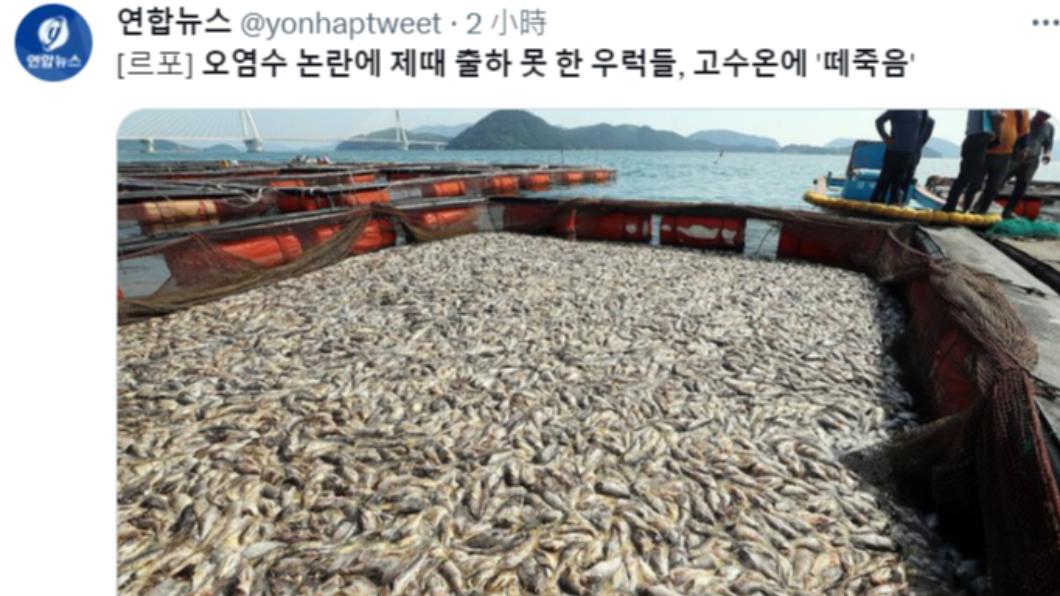 尹錫悅帶頭吃魚！韓人不買帳　30噸石斑魚滯銷集體死亡