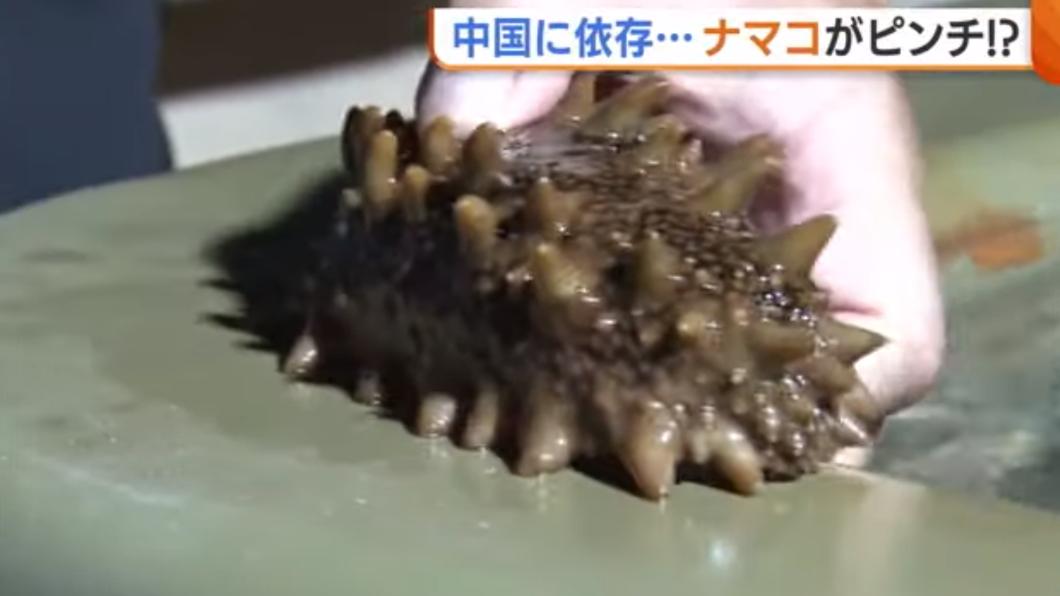 養了沒人吃！陸暫停進口日本水產品　2億隻海參恐滯銷