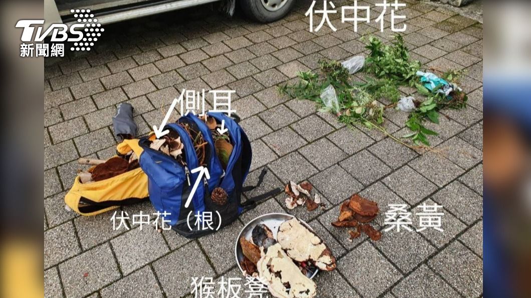 2人採的草藥價值3000元。(圖/TVBS)
