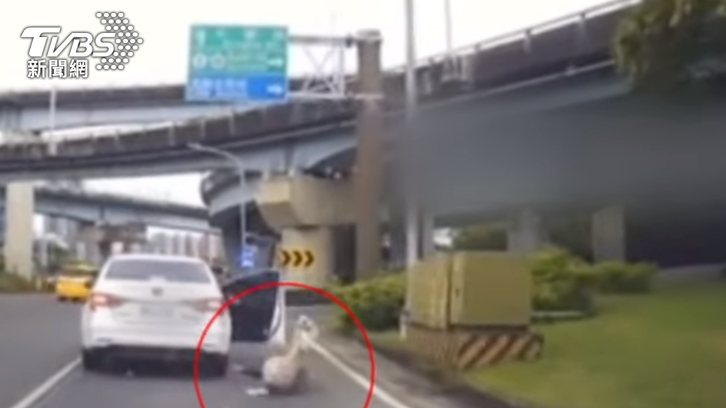 突如其來的跳車行為嚇壞後方車輛。（圖／TVBS）