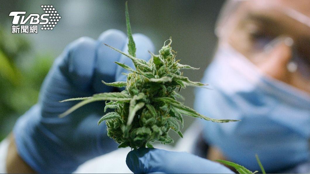全美50個州中有40個已通過法律將大麻合法化。（示意圖／shutterstock達志影像）