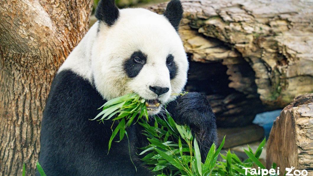 影片收益將用在動物福祉上。(圖/翻攝自Taipei Zoo 臺北市立動物園臉書)