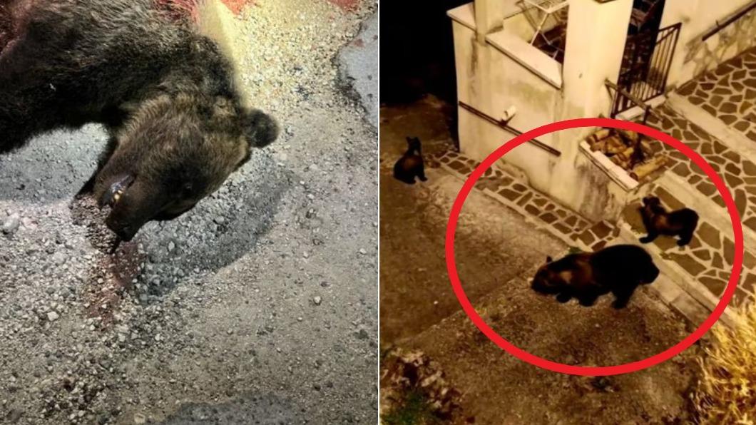 有片/曾帶小熊入城逛街! 母熊「遭獵殺慘死」引公憤