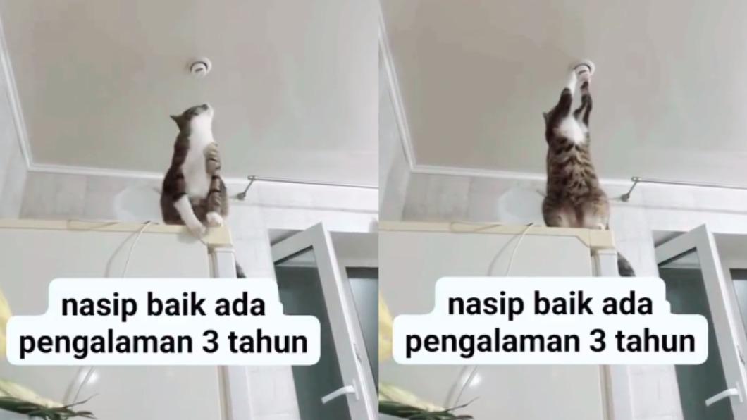 看到電燈一直不亮,貓咪反覆伸手狂壓。(圖/翻攝自TikTok@annezack6)
