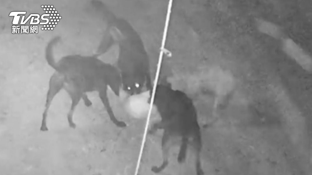 豬舍遭到流浪犬成群結黨攻擊。（圖／TVBS）